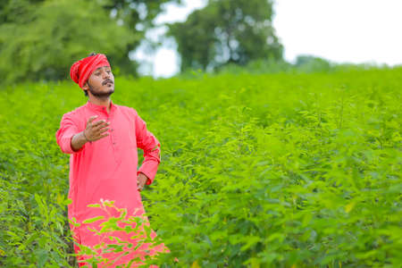 Young indian farmer standing in green pigeon pea fieldの写真素材