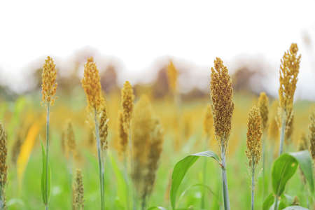 Sorghum crop farm in india