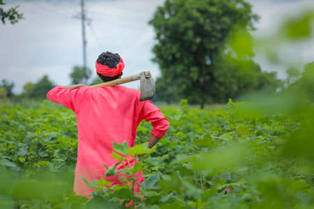 Young indian farmer holding farm equipment in hand at cotton fieldの写真素材