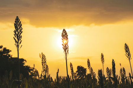 Sorghum crop farm in indiaの写真素材