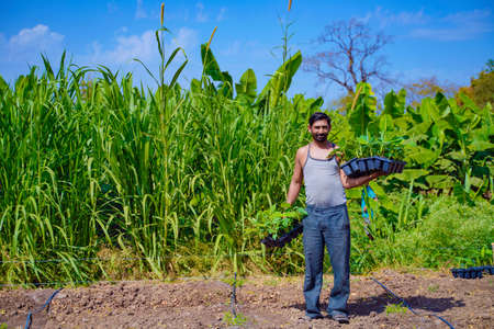 young indian farmer at banana tissue culture fieldの写真素材