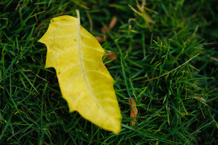 Dry leaf for background textureの写真素材