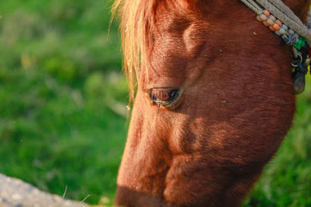 Indian horse eating grass in grass field.の写真素材