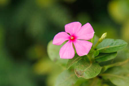 pink color flower on tree branchの写真素材