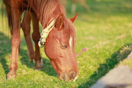 Indian horse eating grass in grass field.の写真素材