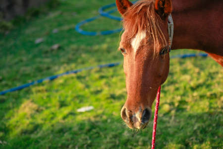 Indian horse eating grass in grass field.の写真素材