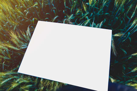 blank poster in indian wheat fieldの写真素材