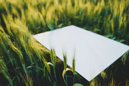 blank poster in indian wheat fieldの写真素材