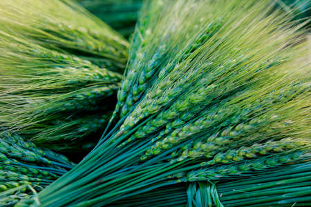 Green wheat field backgroundの写真素材