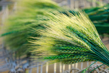 Green wheat field backgroundの写真素材