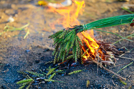Green wheat field backgroundの写真素材