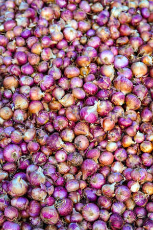 Red Onion pile. Harvested onion piled in the field.の写真素材