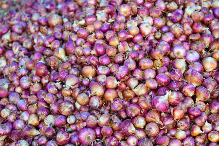 Red Onion pile. Harvested onion piled in the field.の写真素材