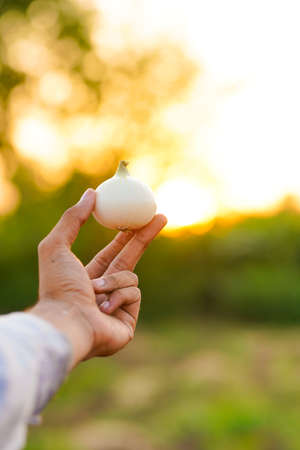 hands of a farmer holding an onion at agriculture fieldの写真素材