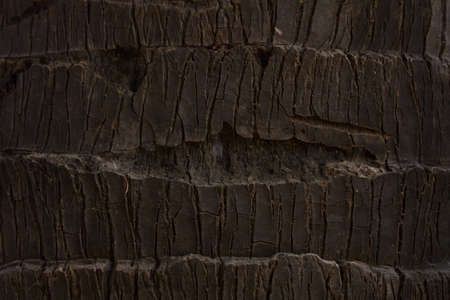 Sugar palm tree bark landscape viewの写真素材