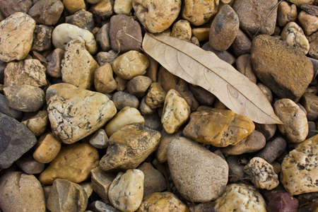 Dry leaf on stone backgroundの写真素材