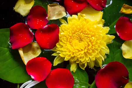 Floating flower for welcomeの写真素材