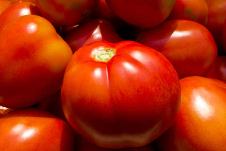 red ripe tomatoの写真素材