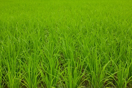 Rice fieldの写真素材