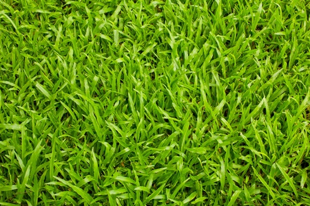 Green grass backgroundの写真素材