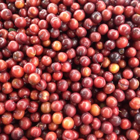 Healthy fruits : plumsの素材