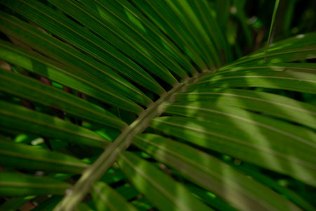 A close-up of vivid green palm leaves, rich in texture and natural symmetryâ€”perfect for...