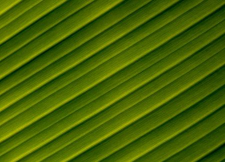 Vivid green banana leaf with bold veinsâ€”fresh, tropical, and soothing. Ideal for spa ads,...