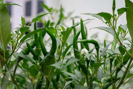 Detail of Green chili peppers on plants in the garden