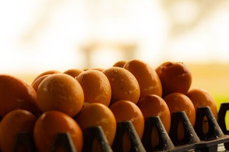 The many of egg crates and egg