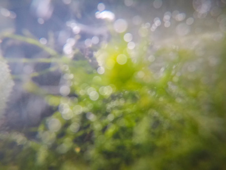 boken underwater backgroundの写真素材