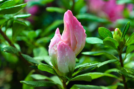 flowerの写真素材