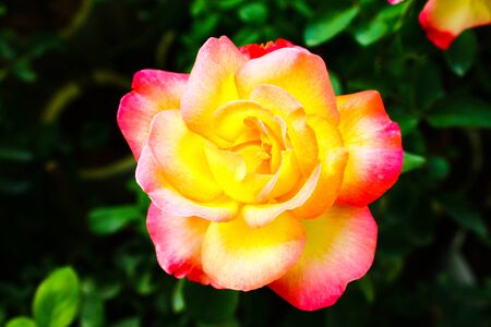 flowerの写真素材