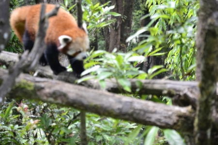 The Red Panda at the Padmaja Naidu Himalayan Zoological Park, Darjeelingのeditorial素材