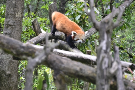 The Red Panda at the Padmaja Naidu Himalayan Zoological Park, Darjeelingのeditorial素材