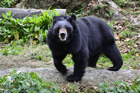 The Himalayan Black Bear, at the Padmaja Naidu Himalayan Zoological Park, Darjeelingのeditorial素材