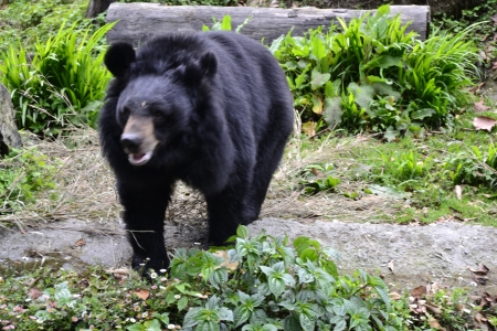 The Himalayan Black Bear, at the Padmaja Naidu Himalayan Zoological Park, Darjeelingのeditorial素材