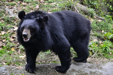 The Himalayan Black Bear, at the Padmaja Naidu Himalayan Zoological Park, Darjeelingのeditorial素材
