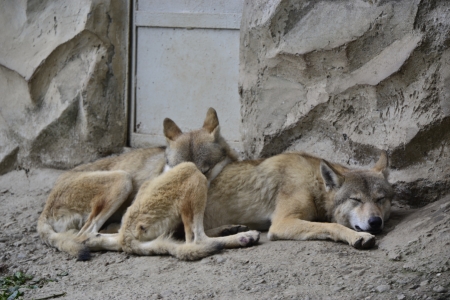 Fox at the Padmaja Naidu Himalayan Zoological Park, Darjeelingのeditorial素材