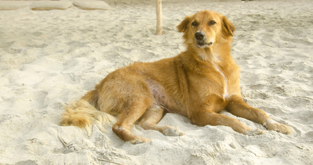 Palolem Beach, Goa, Indiaのeditorial素材