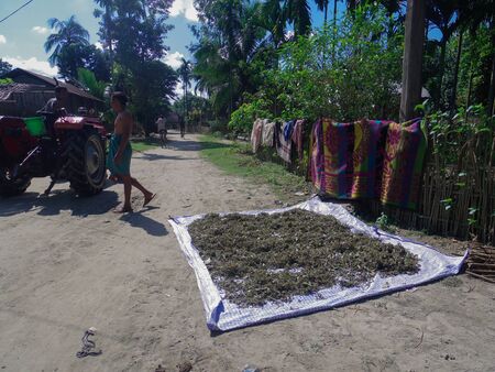 Majuli Island, Assamのeditorial素材
