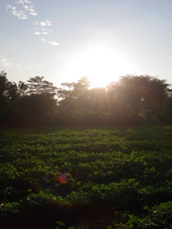 Majuli Island, Assamのeditorial素材