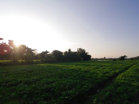 Majuli Island, Assamのeditorial素材