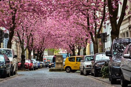 Rows of cherry blossom trees on heerstrasse (cherry blossom avenue) in Bonn in Germanyのeditorial素材
