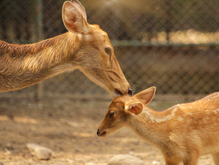 Mother's love -Mother deer showing love to her baby deerの写真素材