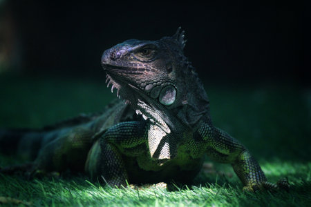 Iguana on the green grass in the park, stock photoの写真素材