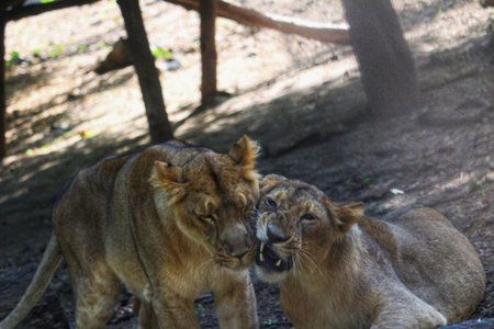 Lion and lioness in the zoo of Prague, Czech Republicの写真素材