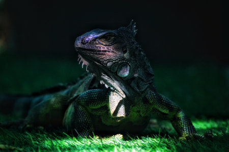 Iguana on the green grass in the garden at night.の写真素材