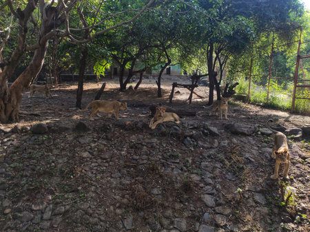 Lions in the zoo of Kolkata, West Bengal, Indiaの写真素材