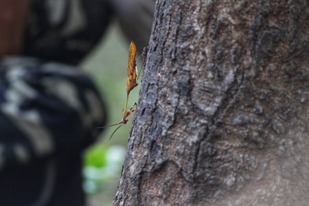 A brown butterfly on a tree in the forest. Selective focus.