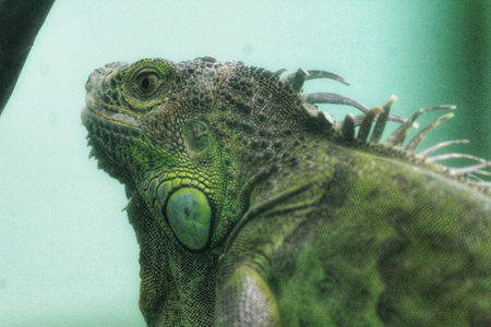 Green iguana in the zoo, close-up. Green iguanaの写真素材